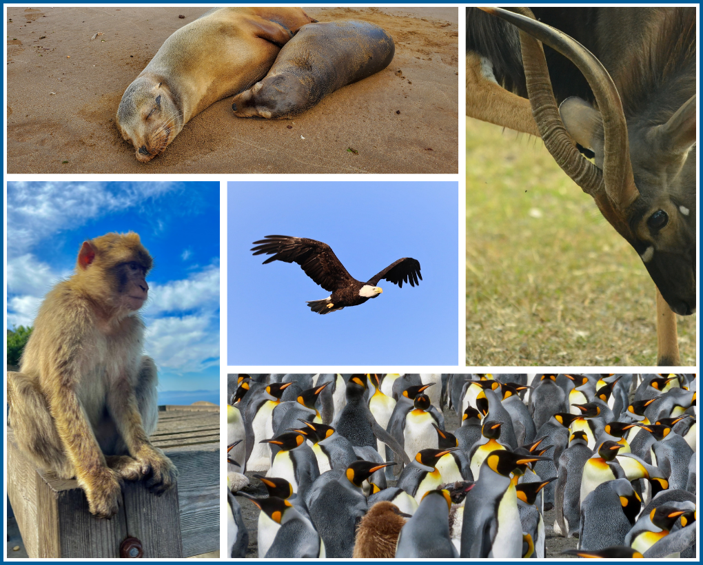 2023 FJP Photo Contest Finalists - Animals Category