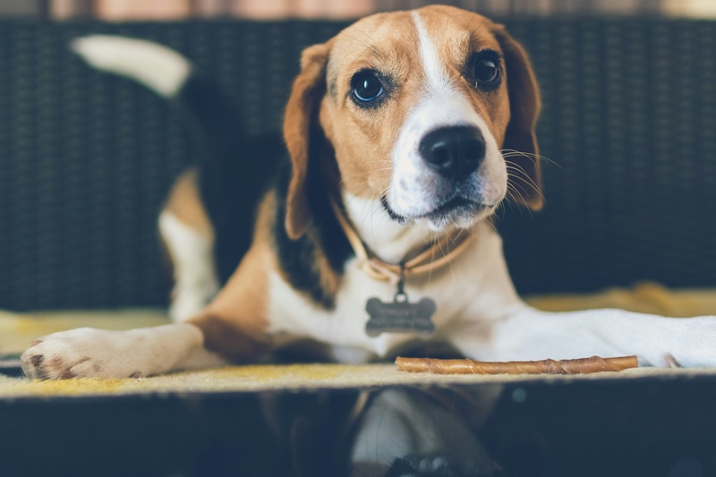 Don't Let the Tax Tail Wag the Dog