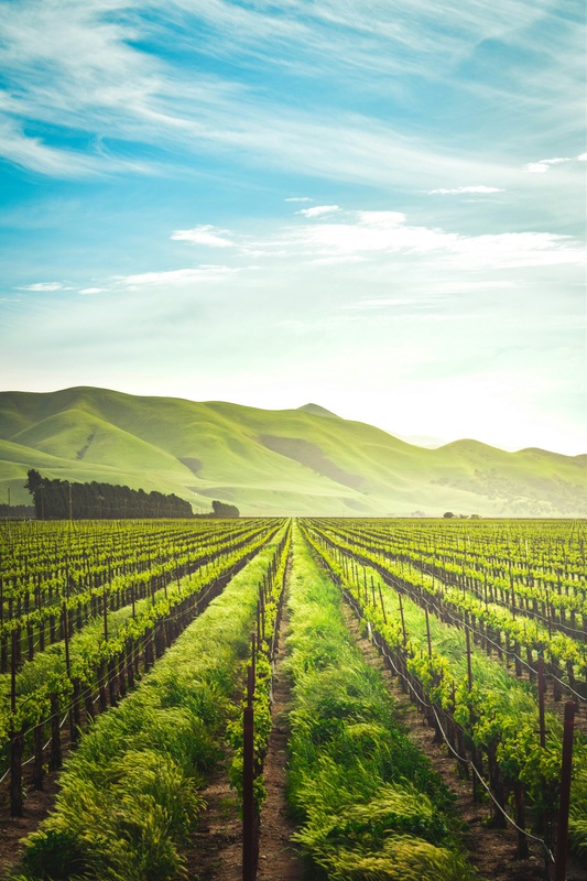 Cultivating Financial Calm: A Mindful Guide to Building Wealth and Peace