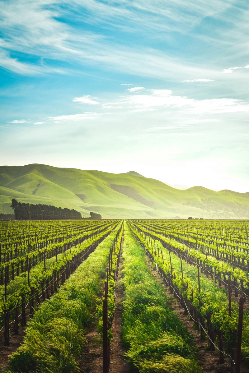 Cultivating Financial Calm: A Mindful Guide to Building Wealth and Peace