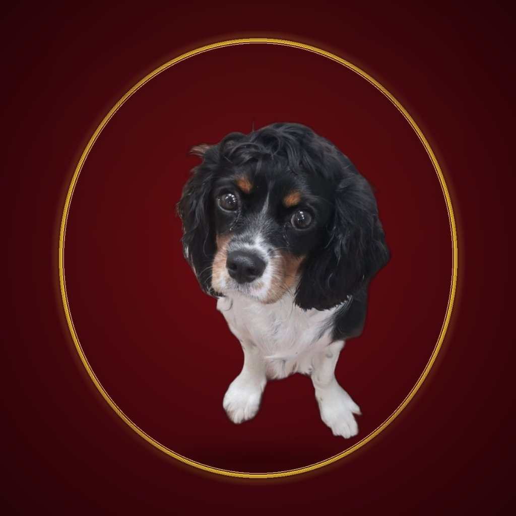Ruby, September 2026 Pet of the Month